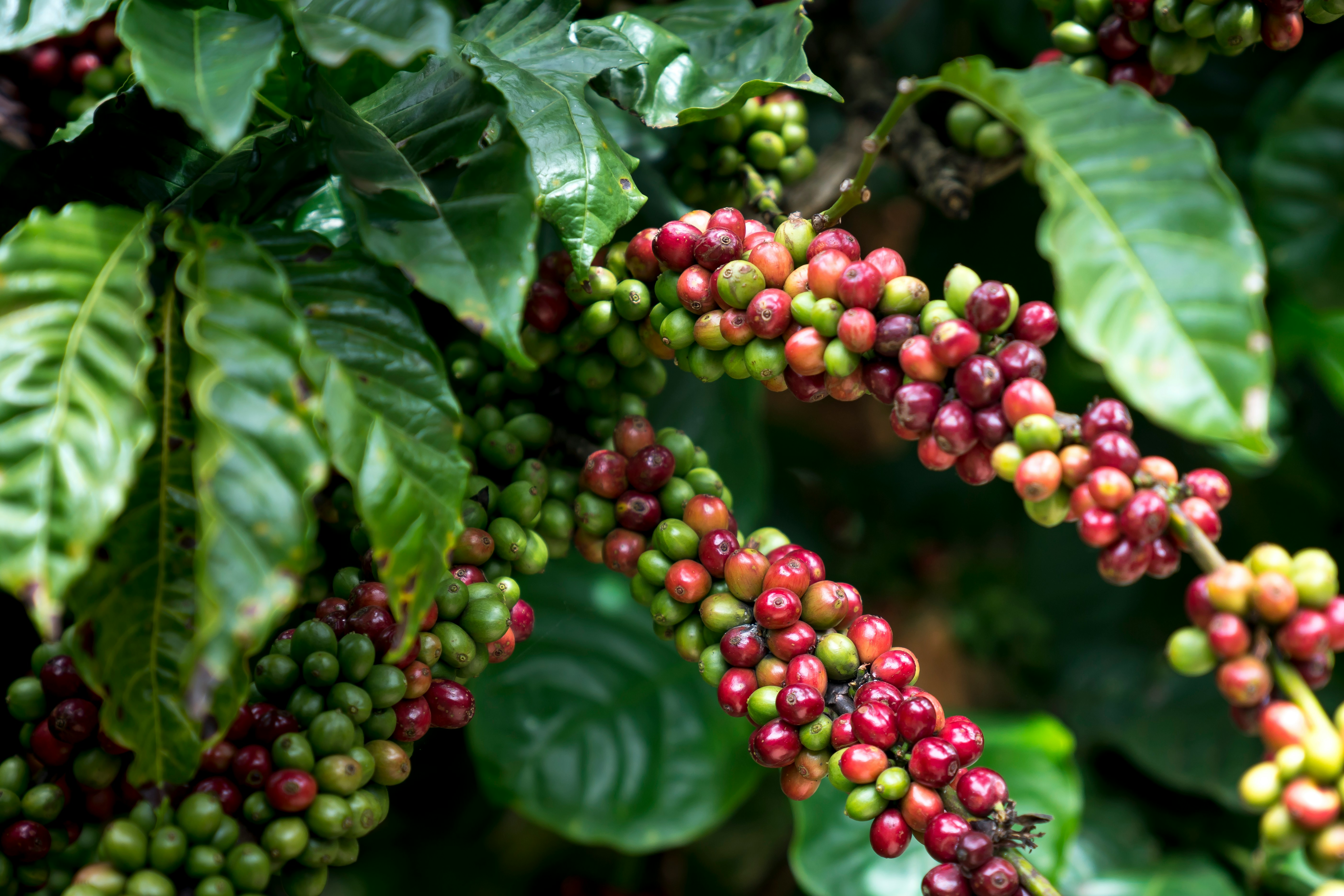 Colheita seletiva de café