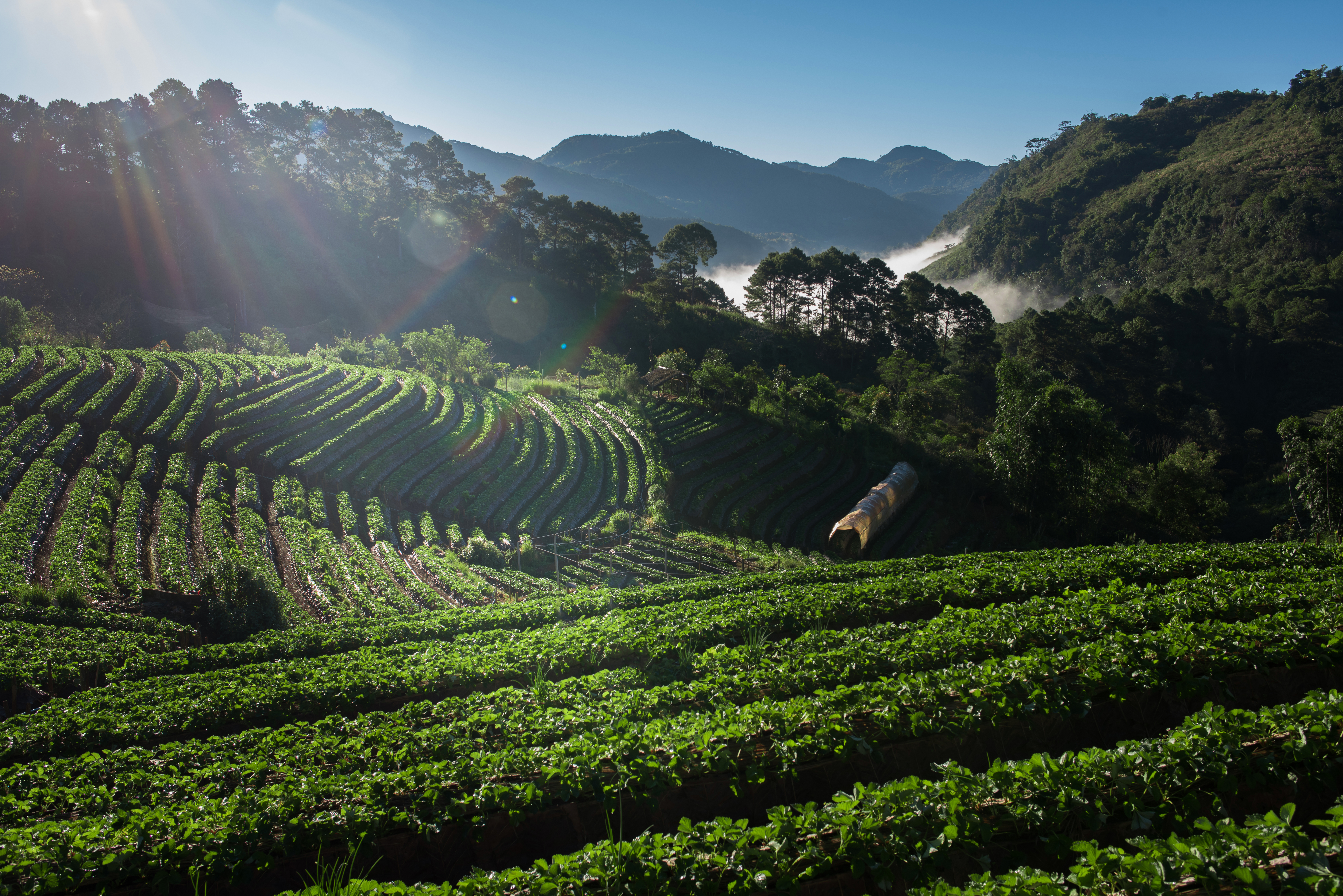 Vista aérea de fazenda de café